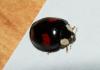 Harmonia axyridis
